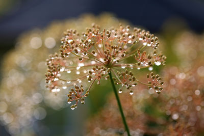 Close-up of flowers against blurred background