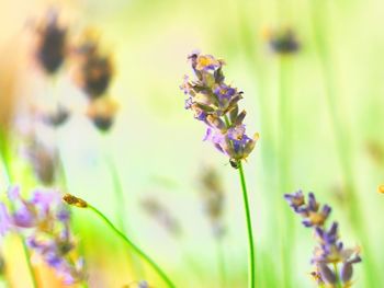 Close-up of purple flowering plant