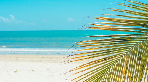 Palm tree on beach against sky