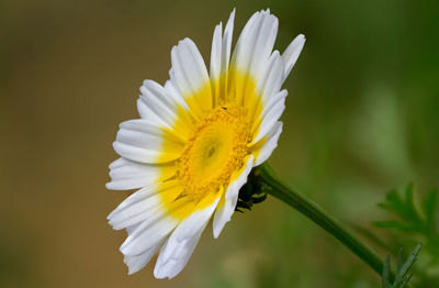 Close-up of white flower