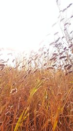 Close-up of stalks in field against clear sky