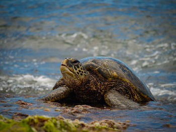 Close-up of a turtle in the sea