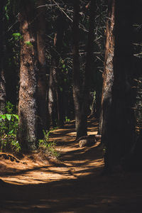 Trees in forest