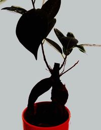 Close-up of plant against white background