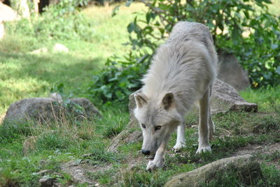 Portrait of a sheep on field