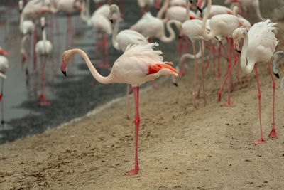 Flock of birds on land