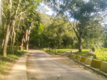 Road amidst trees