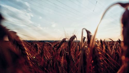 Close-up of wheat field against sky