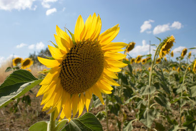 Close-up of sunflower against sky