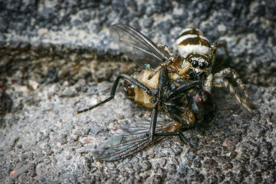 Close-up of insect on rock