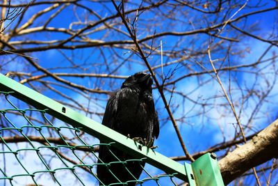 Low angle view of bird perching on branch