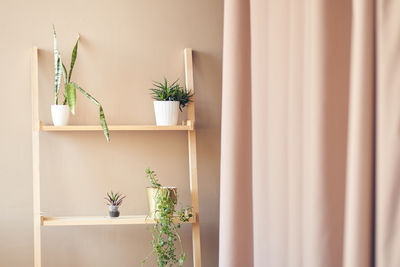 Potted plant against wall