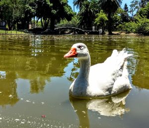 Swan swimming on lake