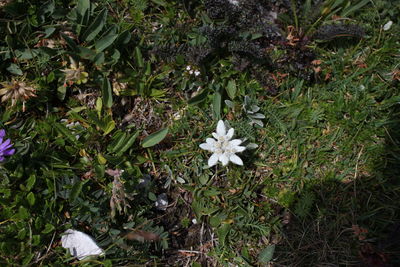 High angle view of white flowering plant on field