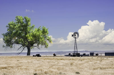 View of tree on field against sky