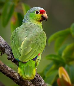 bird