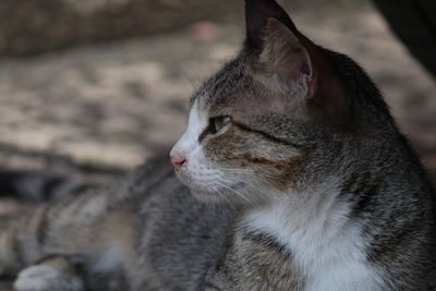 Close-up of cat