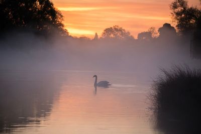 Silhouette swan swimming on lake against sky during sunset