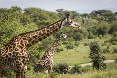 Giraffe in a field