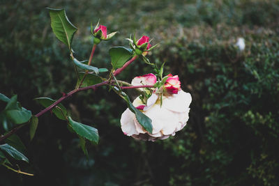 Close-up of pink rose