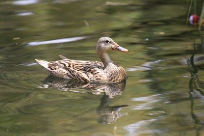 Side view of duck in river