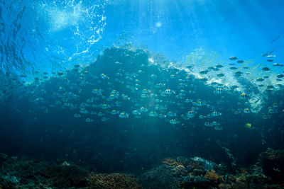 Jellyfish swimming in sea