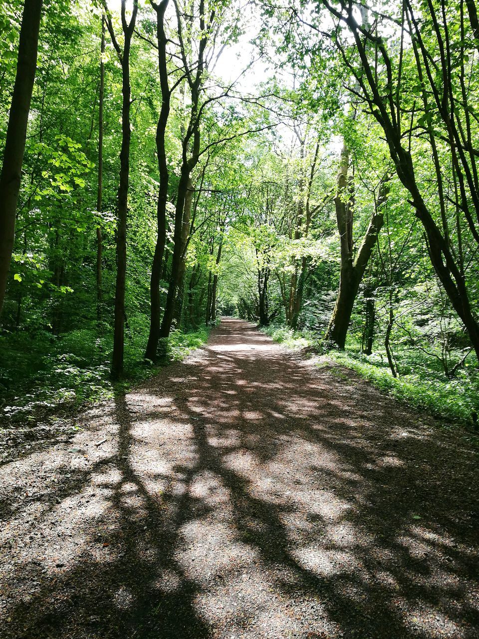 tree, nature, tranquility, forest, the way forward, sunlight, shadow, beauty in nature, tranquil scene, growth, day, scenics, no people, tree trunk, outdoors, landscape