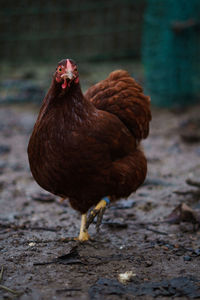 Close-up of a bird on field