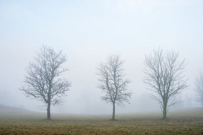 Bare trees on field against sky