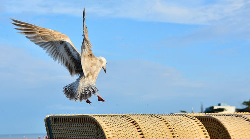 Seagull flying by hooded beach chairs against sky