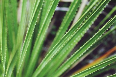 Close-up of water drops on grass