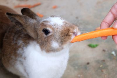 Close-up of hand holding eating food