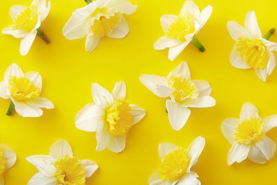 Close-up of white flowers