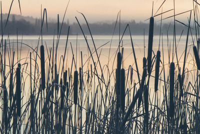 Close-up of stalks against sky during sunset