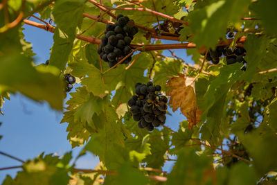 Grapes growing in vineyard