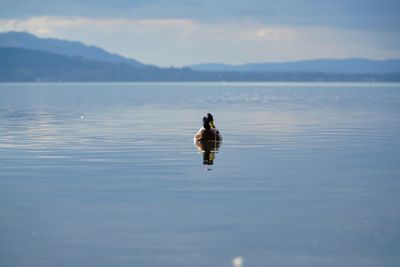 Duck swimming in lake against sky