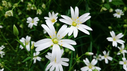 Close-up of white flowers blooming outdoors