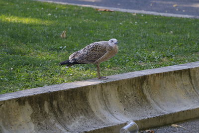 View of bird perching on concrete