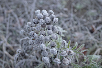 Close-up of frozen plant on field