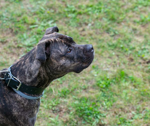Close-up of a dog looking away