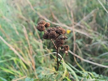 Close-up of dried plant growing on field