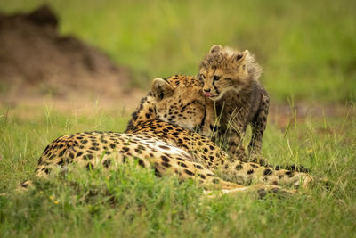 Cheetah cub licks lips standing by mother