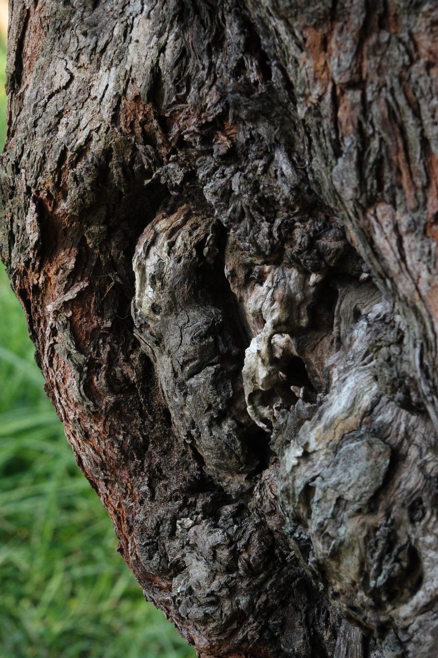 CLOSE-UP OF TREE TRUNK