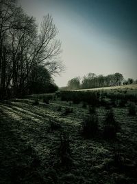 Trees on field against sky