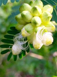 Close-up of insect on plant