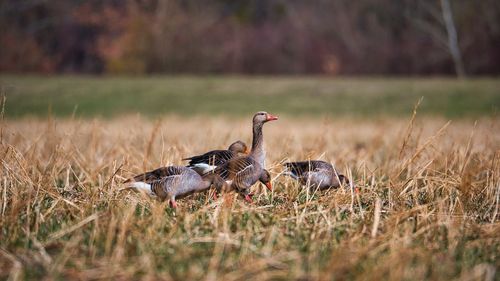 View of wild geese in the field