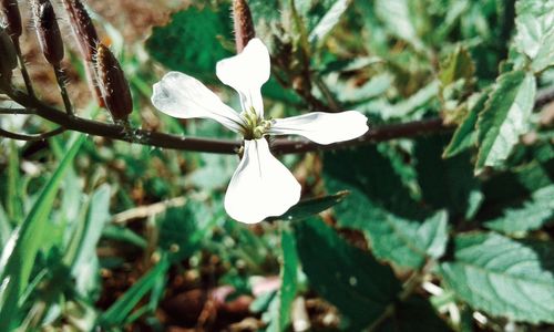 Close-up of white flower blooming outdoors