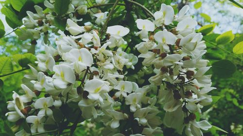 Close-up of white flowers and leaves