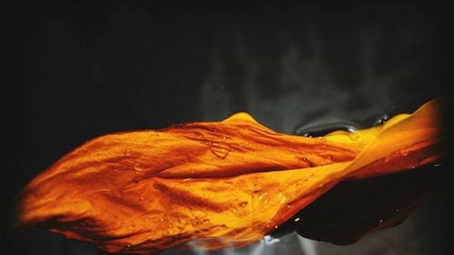 Close-up of yellow flower against black background