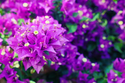 Close-up of pink flowers